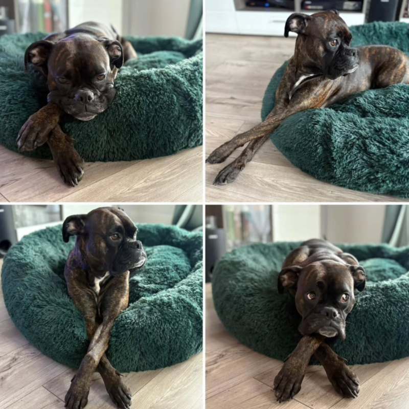 Premium Hundebett Wolke